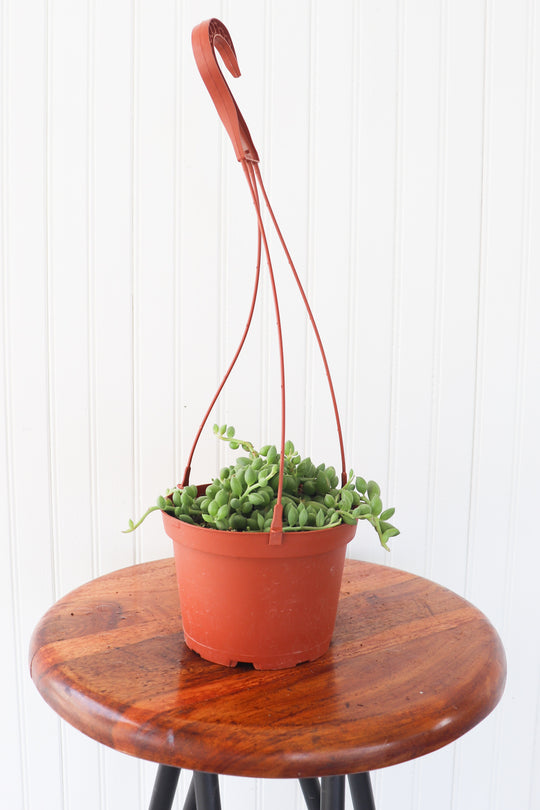 6" String of Watermelon