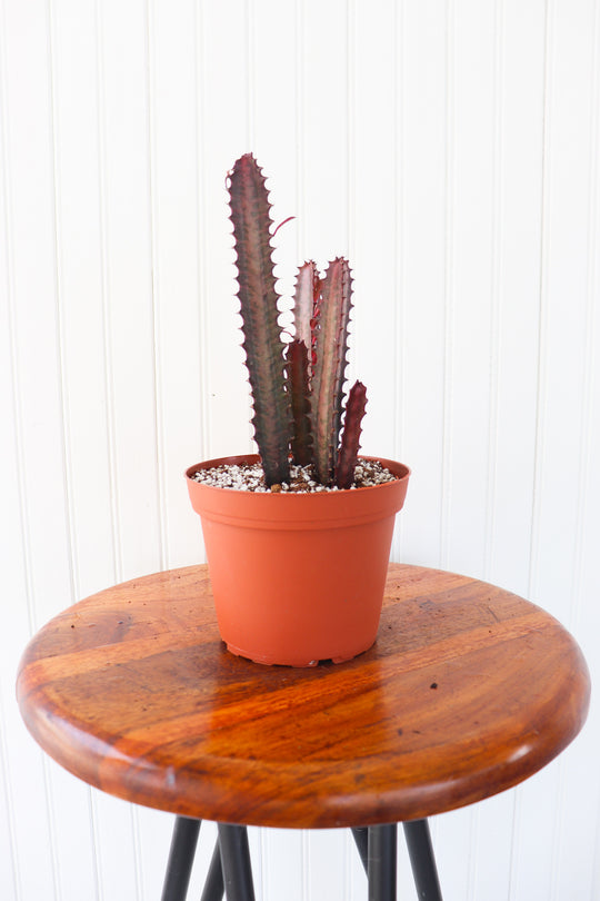 6" Cactus - Euphorbia Trigona