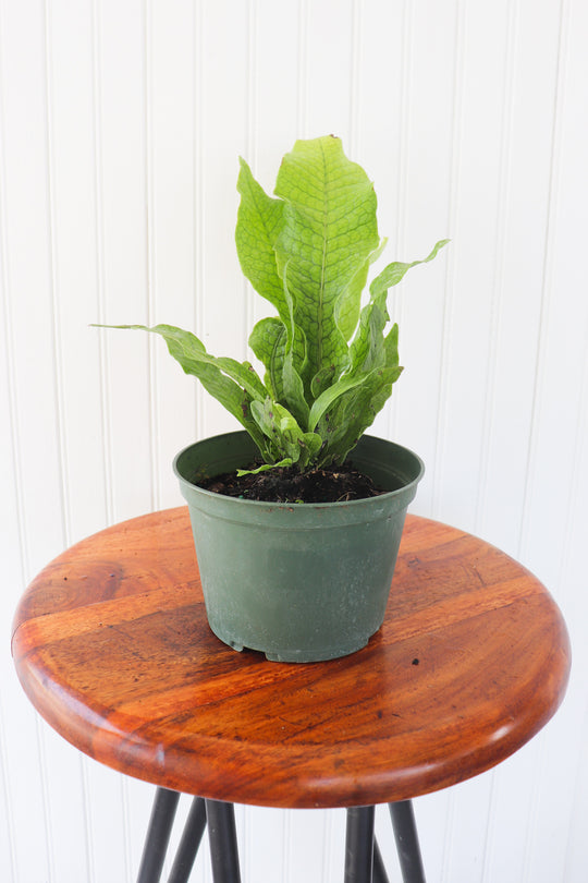 4" Crocodyllus Fern (Crocodile Fern)