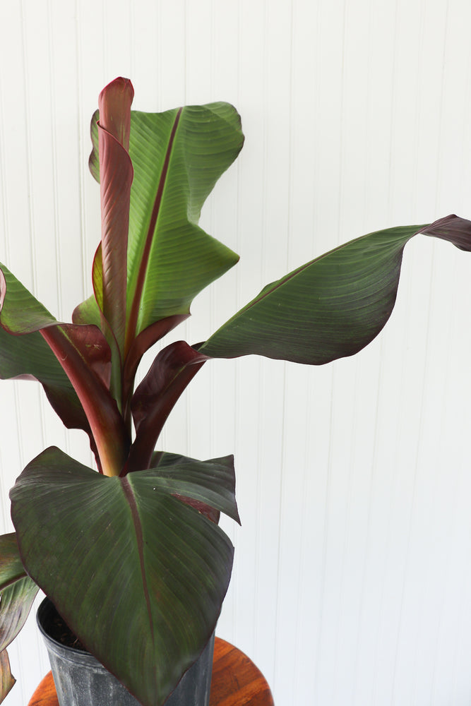 10" Banana (Ensete)