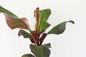 10" Banana (Ensete)