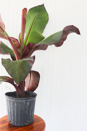 10" Banana (Ensete)