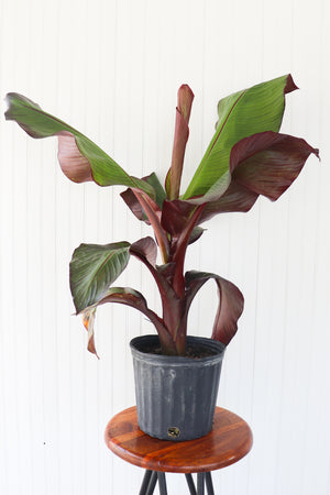 10" Banana (Ensete)