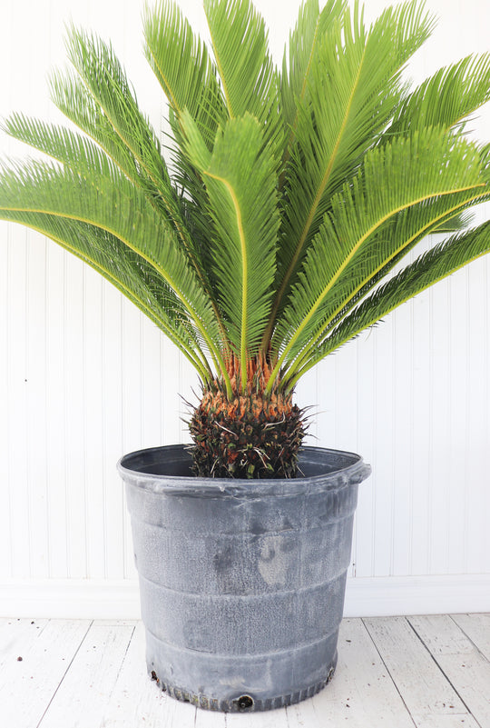 25G Cycas Revolta King Sago Palm