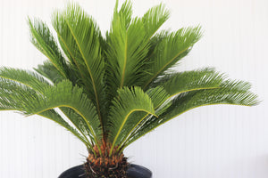 15G Cycas Revolta King Sago Palm