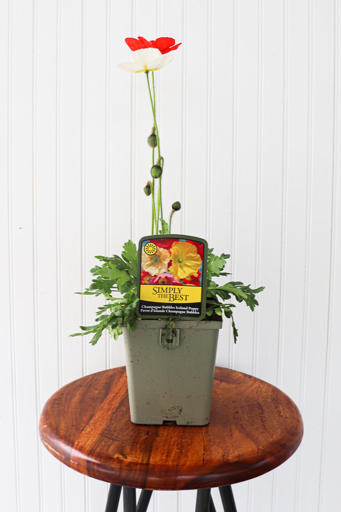 Champagne Bubbles Iceland Poppy