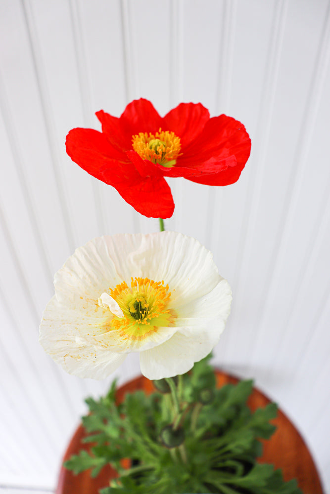 Champagne Bubbles Iceland Poppy