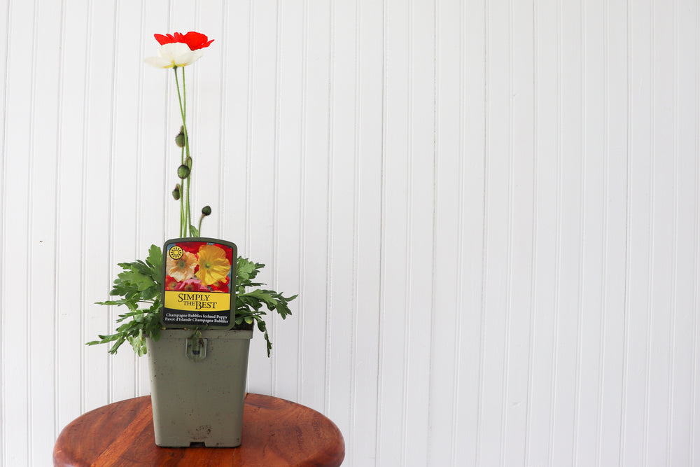 Champagne Bubbles Iceland Poppy