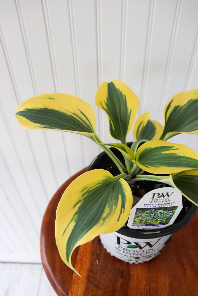 Shadowland Autumn Frost Hosta