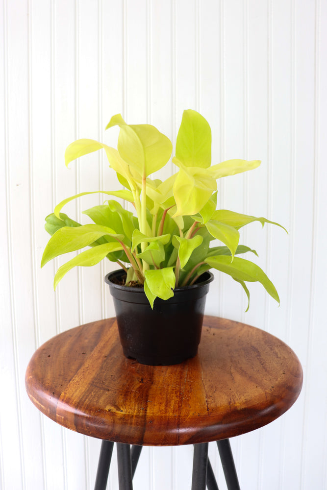 6" Philodendron Lemon Lime