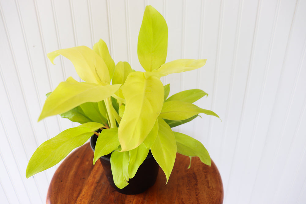 6" Philodendron Lemon Lime