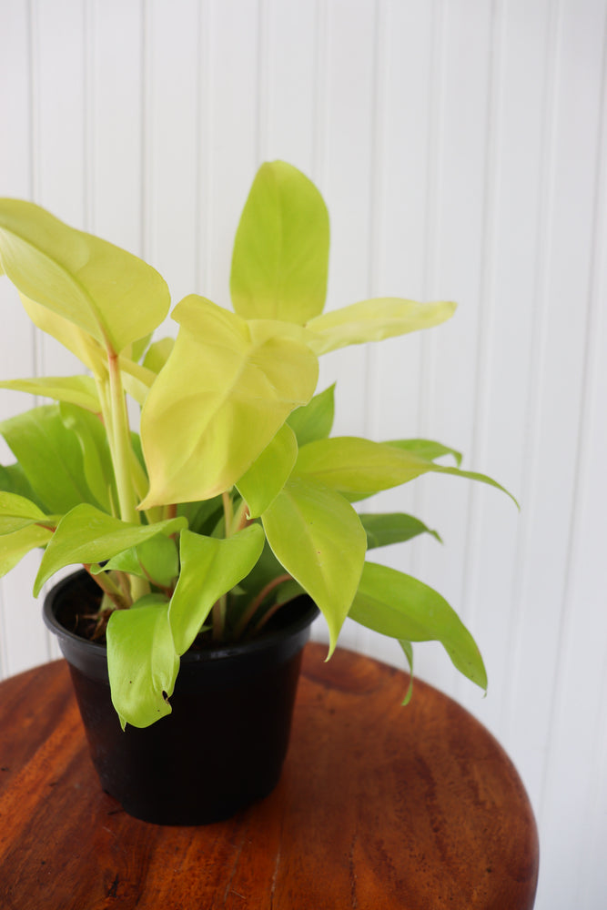6" Philodendron Lemon Lime