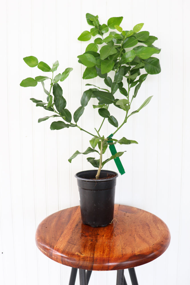 5" Kaffir Lime