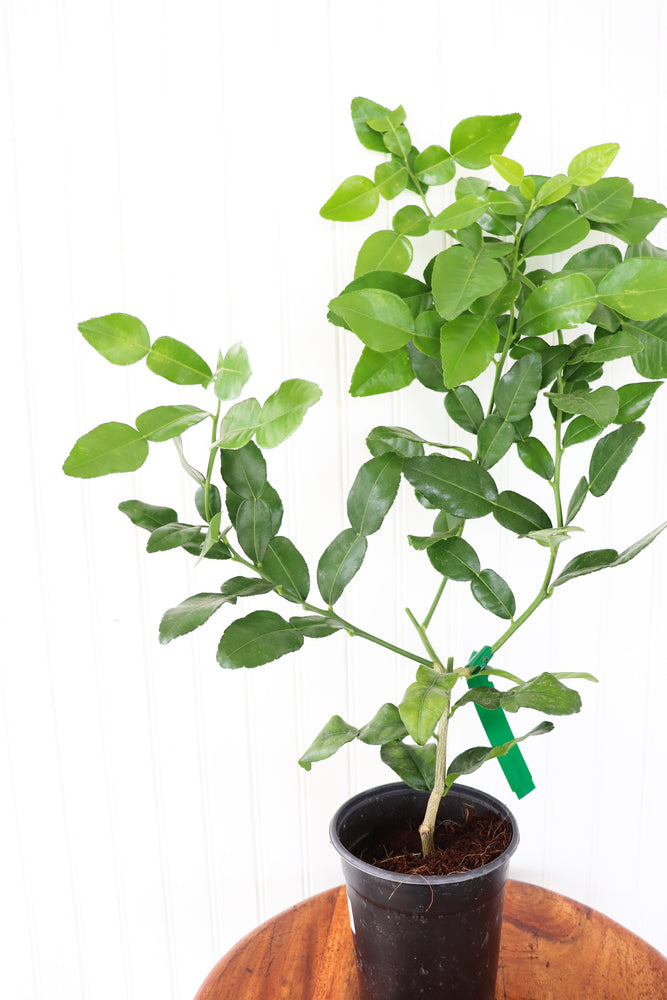 
            
                Load image into Gallery viewer, 5&amp;quot; Kaffir Lime
            
        