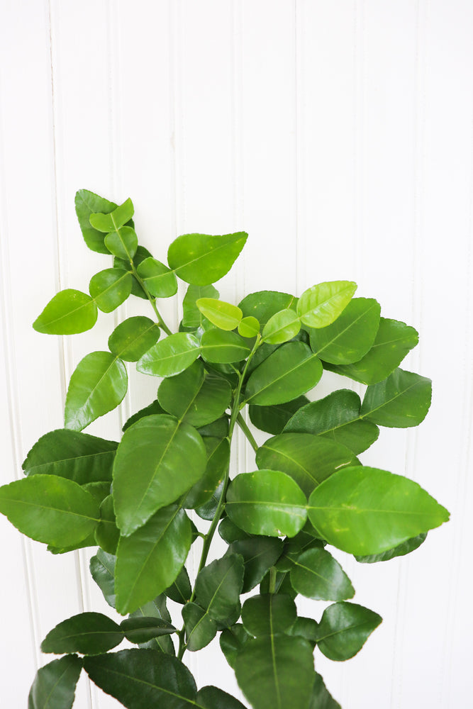 
            
                Load image into Gallery viewer, 5&amp;quot; Kaffir Lime
            
        