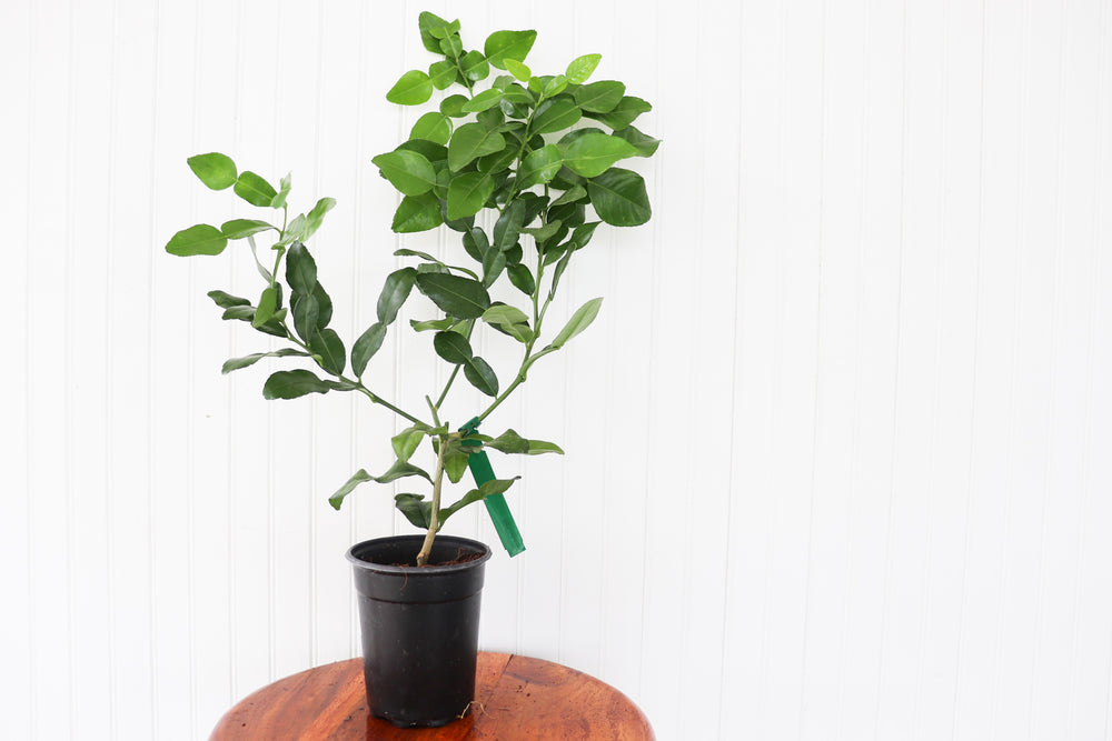 
            
                Load image into Gallery viewer, 5&amp;quot; Kaffir Lime
            
        