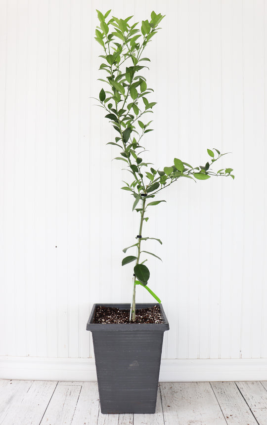 5G Standard Key Lime Tree