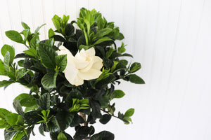10" Gardenia Aimee Standard