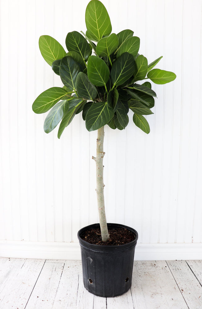 ficus audrey standard 10” Ficus Audrey Standard – Anna's Garden, Home & Wellness
