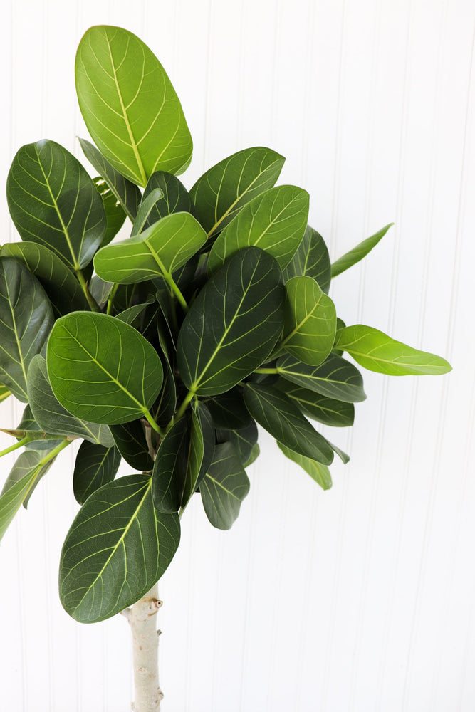 ficus audrey canada 10” Ficus Audrey Standard – Anna's Garden, Home & Wellness
