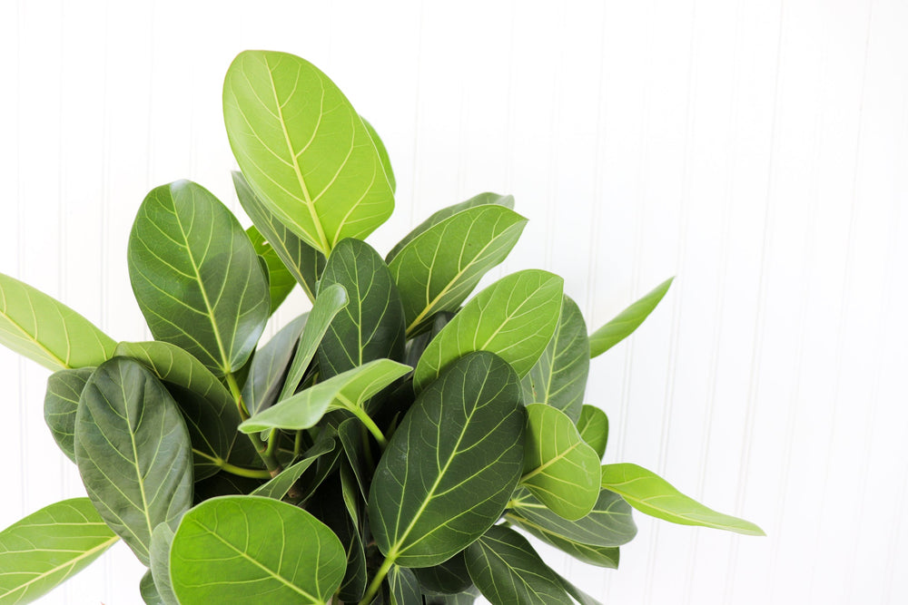 ficus audrey canada 10” Ficus Audrey Standard – Anna's Garden, Home & Wellness