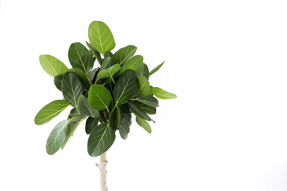 ficus audrey canada 10” Ficus Audrey Standard – Anna's Garden, Home & Wellness