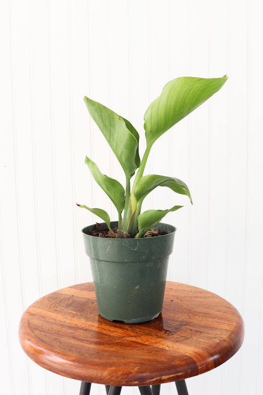 6" White Bird of Paradise