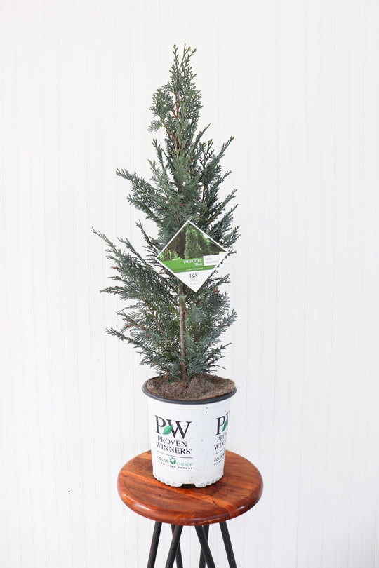 Chamaecyparis Pinpoint Blue Lawson's False Cypress