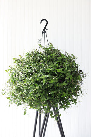 11" Bridal Veil Hanging Basket