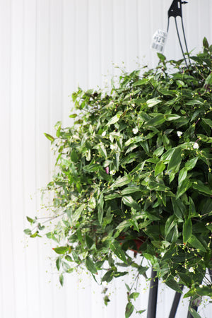 11" Bridal Veil Hanging Basket