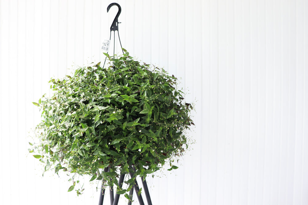 11" Bridal Veil Hanging Basket