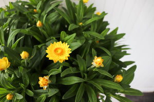 11" Potted Annual - Strawflower