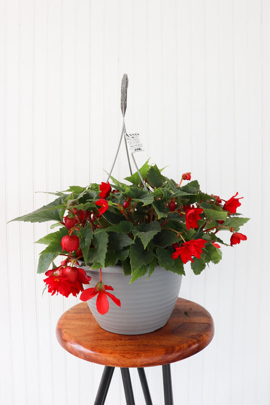 11" Illumination Begonia (Multiple Colours)