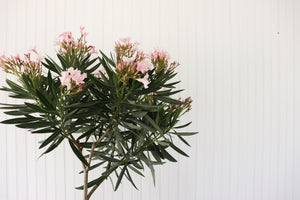10" Oleander Ice Pink Standard
