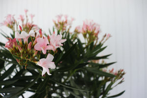 10" Oleander Ice Pink Standard