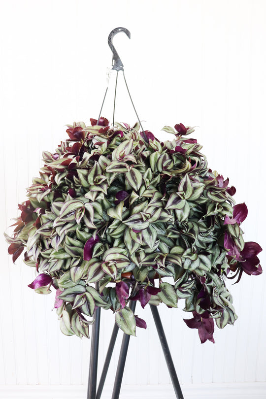 12" Tradescantia Zebrina 'Wandering Jew' Hanging Basket