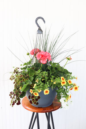 13" Geranium Mixed Hanging Basket (Multiple Colours)