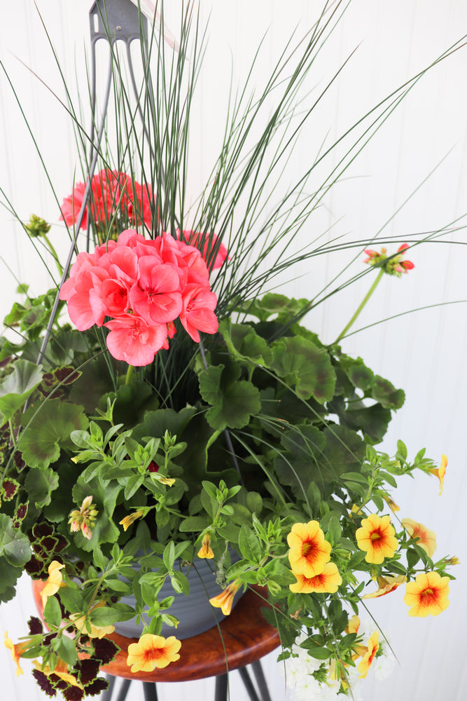 13" Geranium Mixed Hanging Basket (Multiple Colours)