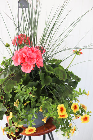 13" Geranium Mixed Hanging Basket (Multiple Colours)