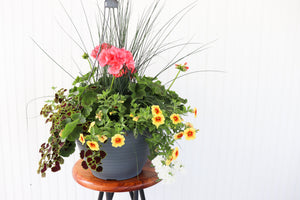 13" Geranium Mixed Hanging Basket (Multiple Colours)