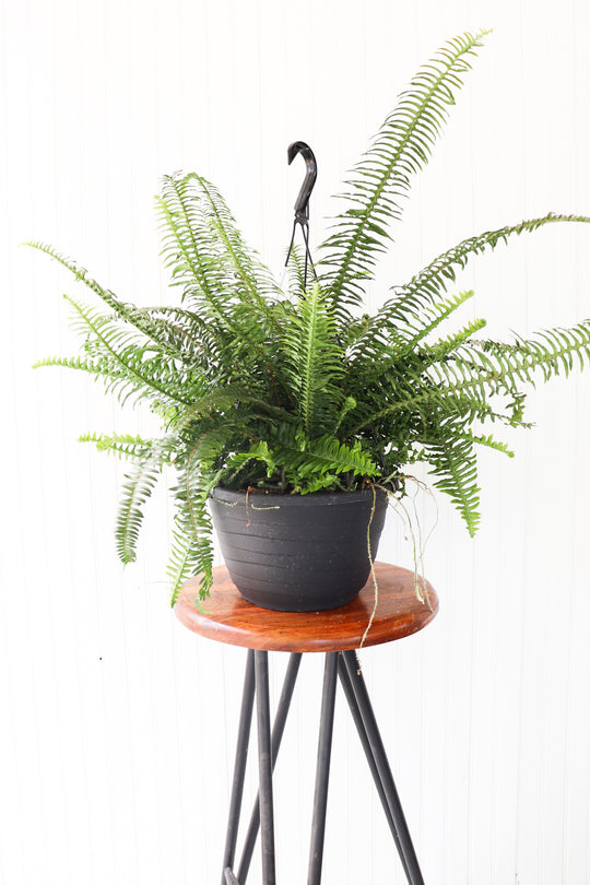 11” Kimberly Fern Hanging Pot