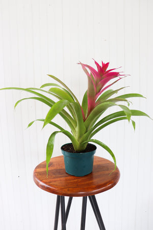 6" Guzmania Bromeliad (Multiple)