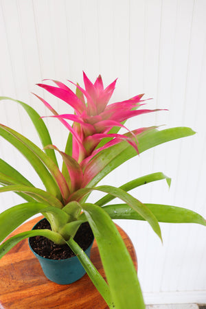 6" Guzmania Bromeliad (Multiple)