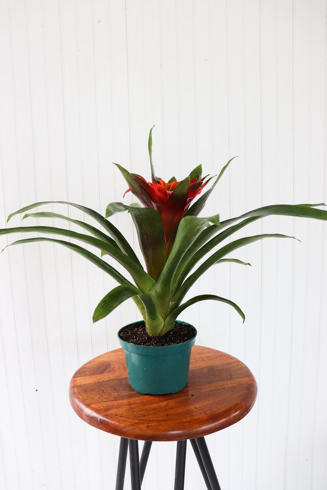 6" Guzmania Bromeliad (Multiple)