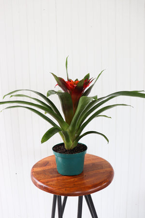 6" Guzmania Bromeliad (Multiple)