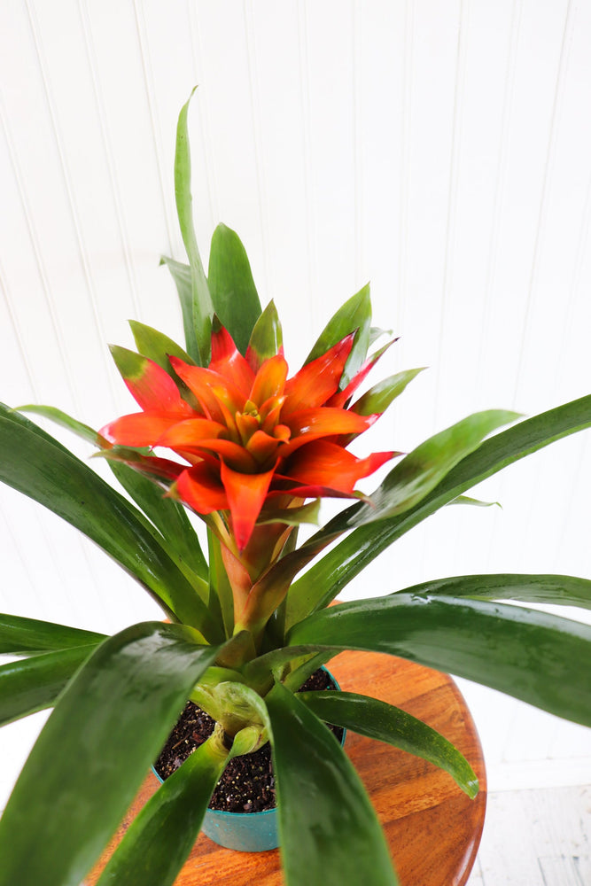 6" Guzmania Bromeliad (Multiple)