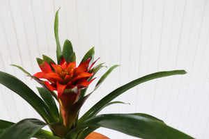 6" Guzmania Bromeliad (Multiple)
