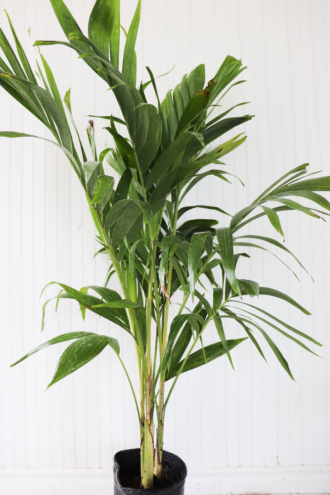 3G Adonidia Palm Tree