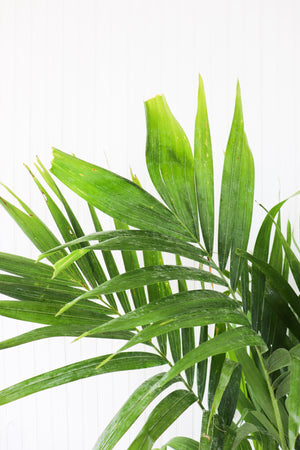 3G Adonidia Palm Tree