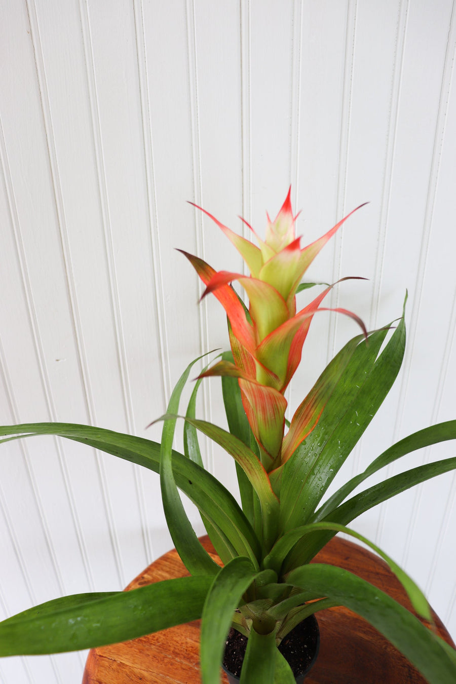 Tropical Plants – Anna's Garden, Home & Wellness